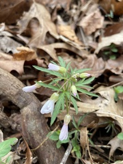 Cardamine concatenata