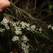 Baeckea linifolia - Photo (c) Greg Tasney, algunos derechos reservados (CC BY-SA), subido por Greg Tasney