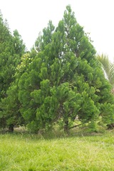 Platycladus orientalis