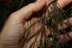 Baeckea linifolia
