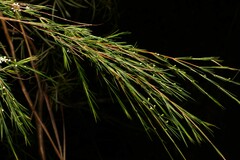 Baeckea linifolia