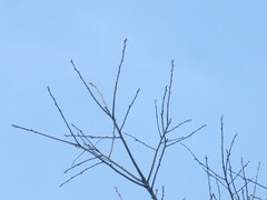 Diospyros virginiana
