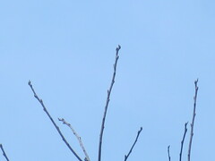 Diospyros virginiana