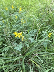 Corydalis aurea