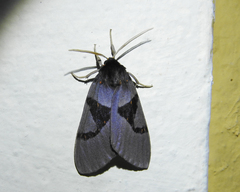 Xanthophaeina levis