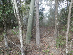 Diospyros virginiana