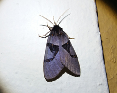 Xanthophaeina levis
