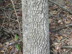 Diospyros virginiana