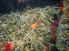 Chlamys hastata
