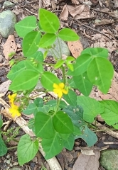 Oxalis barrelieri