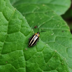 Disonycha glabrata