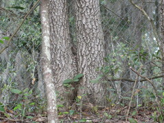 Diospyros virginiana