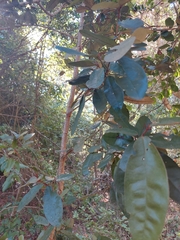 Aextoxicon punctatum