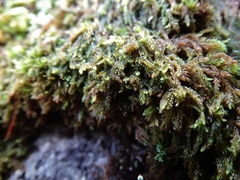 Hypnum cupressiforme filiforme