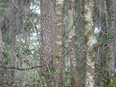 Diospyros virginiana