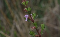 Lythrum maritimum