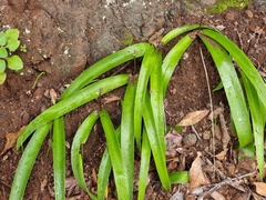 Scilla