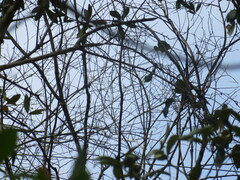 Diospyros virginiana