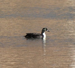 Anas platyrhynchos × Cairina moschata