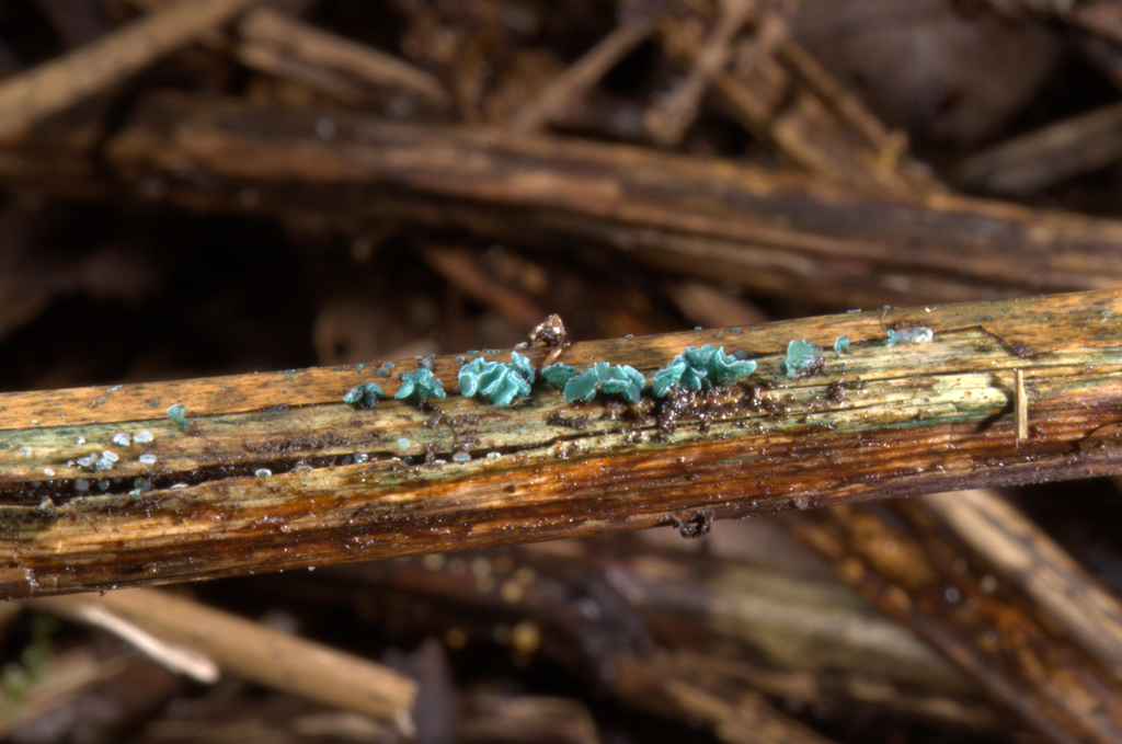 Chlorociboria aeruginella