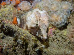 Rhamphocottus richardsonii