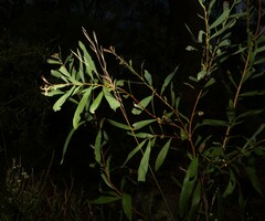 Hakea dactyloides