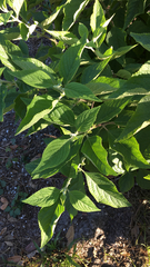 Callicarpa americana