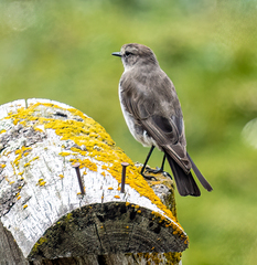 Muscisaxicola alpinus