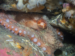 Enteroctopus dofleini