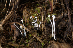 Episclerotium