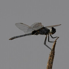 Urothemis edwardsii