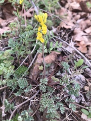 Corydalis aurea