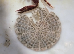 Echinarachnius parma