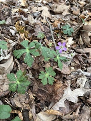Geranium maculatum