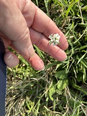 Tomostima cuneifolia