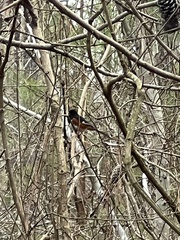 Pipilo erythrophthalmus