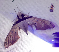 Adhemarius gannascus