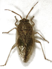 Romna pallida