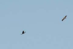 Parabuteo unicinctus