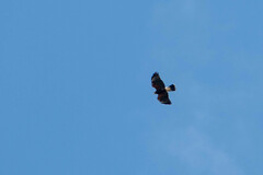 Parabuteo unicinctus