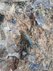 Cambarus striatus