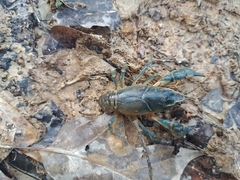 Cambarus striatus