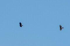 Parabuteo unicinctus