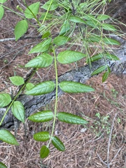 Wisteria frutescens