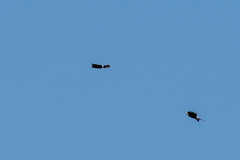 Parabuteo unicinctus