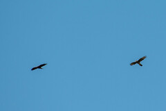 Parabuteo unicinctus