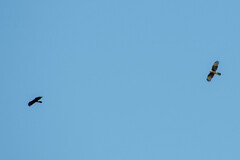 Parabuteo unicinctus