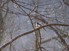 Poecile atricapillus