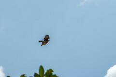 Parabuteo unicinctus