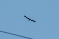 Parabuteo unicinctus